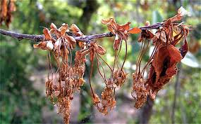 Moniliniová spála řádí na jaře v květech ovocných stromů | Zahrádkář