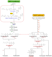 If you've cross stitched before, you likely already know what to look for in a pattern. Molecules Free Full Text Characterization Function And Transcriptional Profiling Analysis Of 3 Hydroxy 3 Methylglutaryl Coa Synthase Gene Gbhmgs1 Towards Stresses And Exogenous Hormone Treatments In Ginkgo Biloba Html