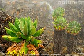 Image result for Dendrosenecio