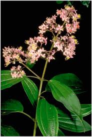 Image result for Dichaetanthera