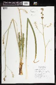 Image result for Eriospermum andongense