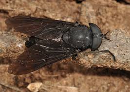 Fly spray is the most common form of fly control that can easily be applied daily or as often as needed. Randy S Natural World Lifestyles Theadanews Com