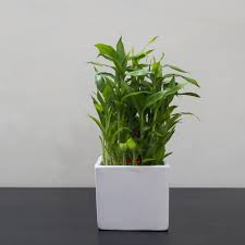 Watch the video explanation about lucky bamboo care and propagation for beginners online, article, story, explanation, suggestion, youtube. Bamboo Plant Care How To Grow Maintain Bamboo Plants Apartment Therapy