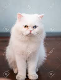 For instance, white persians have deep blue or brilliant copper eyes; Cute White Persian Cat Two Color Eyes Stock Photo Picture And Royalty Free Image Image 55842360