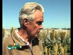 CLAVES DEL PROGRAMA DE MEJORAMIENTO DE SORGO DE TOBIN ABCRuralTV