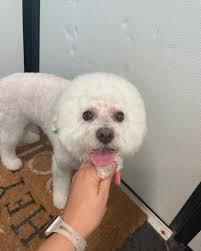 Some recent doggies! 🐶❤️🐾🍊 #swfl #swfldoggrooming