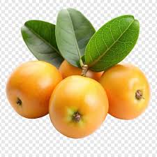 Image result for Ximenia