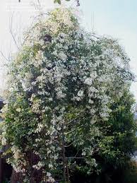 Image result for Rothmannia globosa