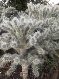 The cholla thorns so easily come loose that it is called jumping cactus. What Is That White Stuff On My Cactus