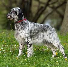 The english setter puppies at the newborn stage cannot open their eyes and are deaf too. English Setter Puppies For Sale Adoptapet Com