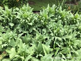 Image result for Lactuca indica