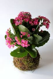 Kokedama De Kalanchoe Rosa Kokedamas Leavesdesign Jardineria Y Plantas Jardineria En Macetas Centro De Jardineria