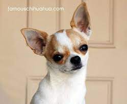 Pin Di Chihuahua Love