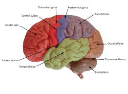 Pin On Human Anatomy