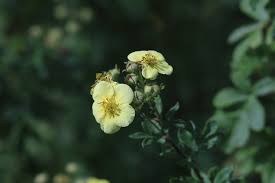 Image result for Embelia schimperi