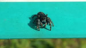 Image result for Blue Lightning 2001 Spider