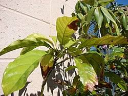 Image result for Cola pierlotii