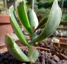 Image result for Corallocarpus bainesii