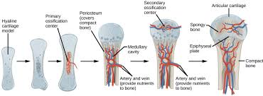 Long bone model / the musculoskeletal system is comprised of bones and connective tissue structures, such as cartilage, ligaments, and tendons. Bone Growth And Development Biology For Majors Ii