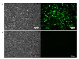 Image result for Silver Grey 1999 AAV