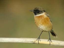 Check spelling or type a new query. Ficha De Tarabilla Europea Anuario Ornitologico De Albacete Online