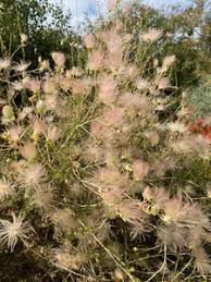 Image result for Alinula paradoxa