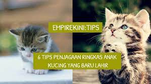 Jaga kebersihkan anak kucing anda. 6 Tips Penjagaan Ringkas Anak Kucing Yang Baru Lahir Empirekini Website