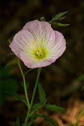 Pin On Deep Forest Flowers
