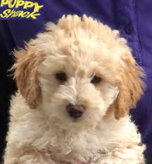 The bichon frise poodle (miniature) mix, is a mixed breed dog resulting from breeding the bichon frise and the poodle (miniature). Puppy Shack Puppies For Sale Brisbane Queensland Beagle Bichon X Cavalier King Charles Spaniel Cavoodle Chihuahua Cocker Spaniel Golden Retriever Groodle Jack Russell X Labradoodle Labrador Lhoodle Maltese X Mini Dachshund