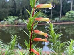 Image result for Cuphea micropetala