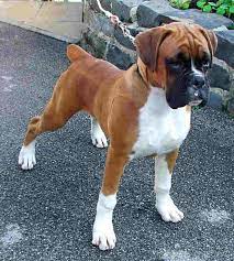 Having a boxer puppy is quite wonderful and rewarding. Pin By Carina De Bondt On Boxers Boxer Dogs Boxer Puppies Boxer Puppy
