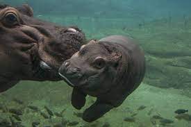 Hippo Mother Nudges Curious Calf At The San Diego Zoo Baby Animals Baby Zoo Animals Animals