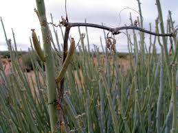 Image result for Corallocarpus welwitschii