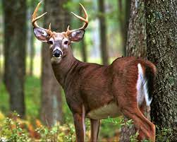 Download Research To Focus On How Deer Respond To Changes In Moon Phase Weather Penn State University