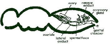 Pin On 2014 Science Olympiad Entomology