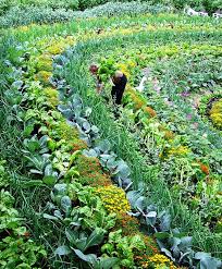 Polyculture This Is A Picture Of The Eden Project In Cornwall England Unlike Conventional Monoculture Vegetable Garden Design Permaculture Gardening Plants