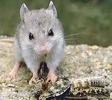 Click here for a demo video. Creatures Of The Night Grasshopper Mouse Wryheat