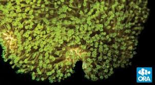 Image result for Rhaptopetalum evrardii