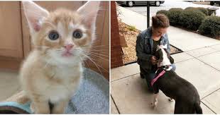 Here's what i used it for! This Animal Shelter In Atlanta Is Hosting Free Adoptions Until 2020 Petadoption In 2020 Free Pet Adoption Animal Shelter Puppy Adoption