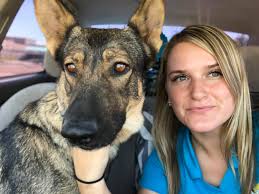 Found Dogs in Phoenix Neighborhood near 39th Ave and Dunlap