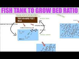 Fish Tank To Grow Bed Ratio Ask The Aquaponics God Ep11 Youtube Aquaponics Aquaponics System Backyard Aquaponics