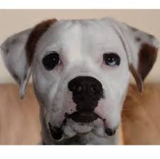 Dallas is a great lap dog. Billies Buddies Animal Rescue Posts Facebook
