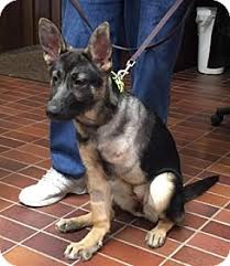 German shepherd puppies for sale 1 female leftpuppies will be vet checked and dewormedpuppies born 7 jan 2021puppies will be ready to leave. Des Moines Ia German Shepherd Dog Meet Greta A Pet For Adoption