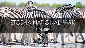 Check spelling or type a new query. Etosha National Park Namibia Youtube