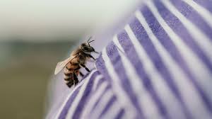 Dog Bee Sting! Dr. Dan Explains Allergic Reaction In Dogs. - Youtube