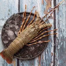 نتیجه جستجوی لغت [lobster] در گوگل