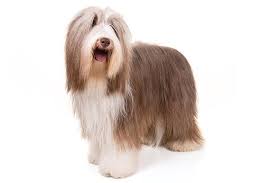 Bearded Collie Dog Breed Information