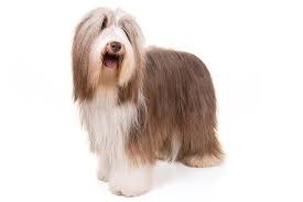 bearded collie dog breed information