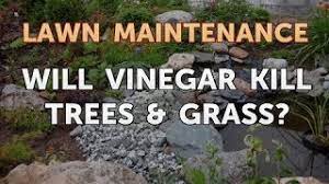 Will vinegar turn hydrangeas blue? Will Vinegar Kill Trees Grass Youtube