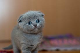 You might already know that phosphorus is a mineral that can be found in many foods, since it's essential for maintaining good health. Low Phosphorus Cat Food Reviews